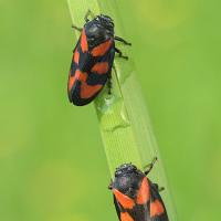 Red and Black Froghopper - Cercopis vulnerata OLYMPUS DIGITAL CAMERA